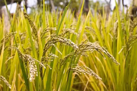 Giống lúa chịu mặn dẻo thơm