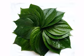 Lá trầu không rửa mặt