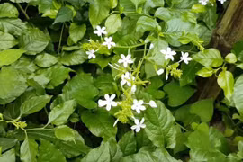 Bạch hoa xà