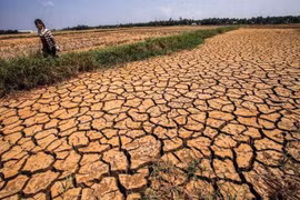 Ứng phó với El nino