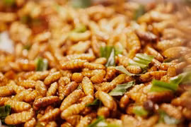 Nhộng tằm ngăn loãng xương, xốp xương