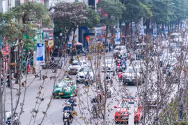 Hà Nội sẽ trồng bàng lá nhỏ thay thế hàng phong lá đỏ
