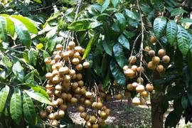 Chế phẩm bảo quản nhãn, ổi