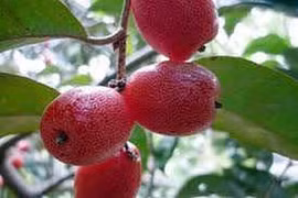 Cây nhót trị ho