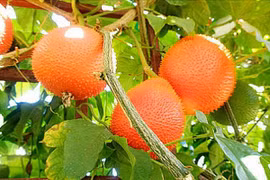 Gấc: món ngon, thuốc quý