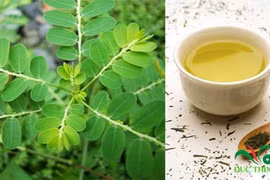 Cách sắc diệp hạ châu chữa viêm gan B