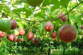 Trồng dây leo ăn quả
