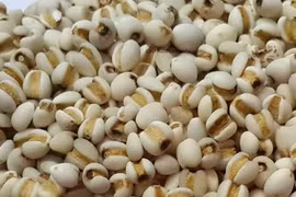 Ý dĩ chữa đau dạ dày