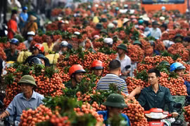Đồng ý cho thương nhân Trung Quốc sang Việt Nam mua vải thiều