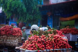 Trung Quốc nhập vải thiều Thái Lan ở mức 1,17USD/kg, nhập từ Việt Nam giá 0,35USD/kg
