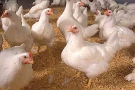 Do ảnh hưởng của dịch Covid-19, giá gà công nghiệp tại Đông Nam Bộ đang giảm sâu. Ảnh: Lao Động.