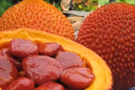 Rượu hạt gấc giảm đau nhức