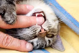 Làm gì khi bị chó, mèo cắn?