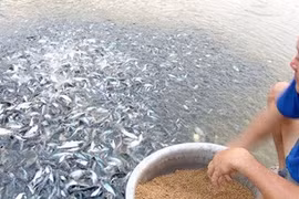 VASEP tiếp tục cảnh báo về doanh nghiệp thủy sản cạn nguyên liệu