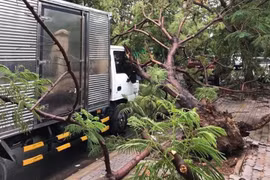Cây phượng vĩ gần trường đại học bật gốc đổ đè xe tải