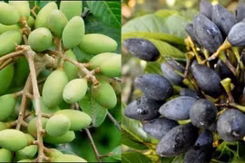 Trám chữa ho
