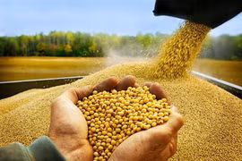 Màng nano giúp bảo quản hạt giống 