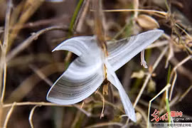 “Bướm băng” đẹp như ở xứ cổ tích