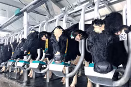 VINAMILK tiên phong giới thiệu sữa tươi 100% A2 đầu tiên tại Việt Nam
