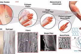 Chế tạo mô nhân tạo siêu bền từ hydrogel 