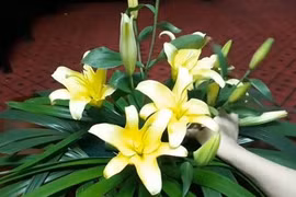 Hoa thơm có độc?