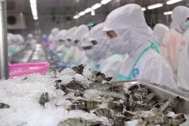 Xuất khẩu tôm giảm, khó đạt kế hoạch 