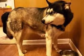 Kinh hoàng chó Husky tàn sát hơn 600 con gà chỉ trong một đêm