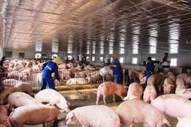 Hà Nội: dịch tả lợn diễn biến phức tạp