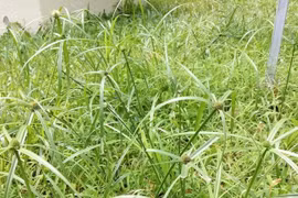 Cây hương phụ.