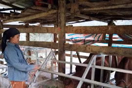 Tiếp tục giải ngân tín dụng đối với hộ mới thoát nghèo