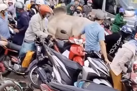 Bò "điên" húc loạt người đi xe máy trên quốc lộ