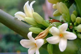 4 nhóm người cần tránh xa hoa đu đủ đực