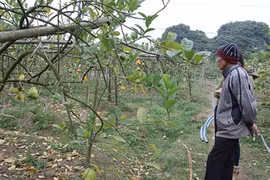 Gian nan nghề trồng cây Phật thủ