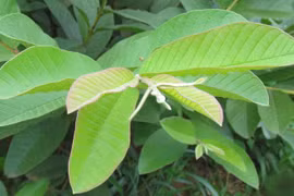Gallery - Chữa Bệnh Bằng Thảo Dược - image 16