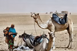 Lối sống đặc biệt của tộc người 'bậc thầy sinh tồn' giữa sa mạc Sahara 