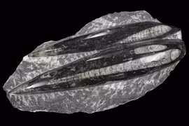 Orthoceras- “tàu ngầm sống” thống trị đại dương hơn 400 triệu năm trước