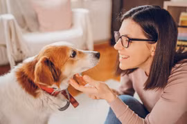 Bí mật khoa học gây kinh ngạc: Chó thực sự hiểu con người đến đâu?