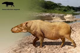 Anthracotheriidae – họ hàng bí ẩn có thể tiết lộ nguồn gốc của hà mã