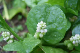 Bí mật thú vị về cây mồng tơi, loại rau quen thuộc trong bữa cơm Việt
