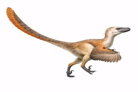 Velociraptor ngoài đời thực: Nhỏ tí xíu, khác xa sát thủ phim Jurassic Park