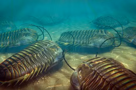 Trilobite - sinh vật bọc giáp đã thống trị đại dương suốt 270 triệu năm 
