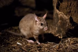 Độc lạ con vật lai chuột - thỏ - kangaroo chỉ có trên đảo Madagascar