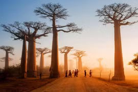 Choáng ngợp giữa hàng cây khổng lồ ở vùng đất khô cằn Madagascar