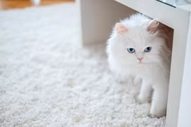 Vì sao mèo Ba Tư được ví như 'quý tộc' trong thế giới thú cưng?