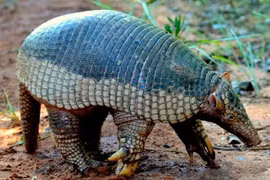 Sự thật giật mình về loài tatu khổng lồ, móng vuốt dài 20 cm