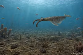 Anomalocaris – quái vật dài 1 mét thống trị đại dương 500 triệu năm trước