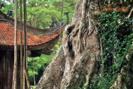 Lam Kinh – nơi ranh giới giữa lịch sử và huyền thoại trở nên mong manh 