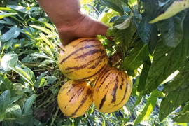 Cận cảnh loại quả giống hệt dưa nhưng lại là 'anh em ruột' của cà chua
