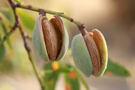 Loài cây 'anh em ruột' với đào, mận, mơ nhưng chỉ trồng lấy hạt