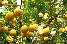  6 loại cây ăn quả mang tài lộc, may mắn đến không ngờ